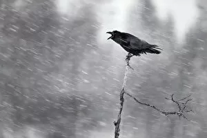Bad Weather Gallery: Raven (Corvus corax) calling in the snow, Kemijarvi, Finland, February
