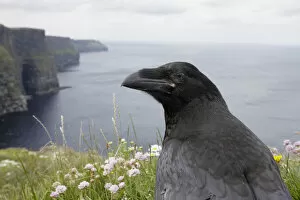 Raven (Corvus corax) on cliff top, Cliffs of Moher, The Burren, County Clare, Ireland