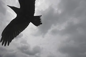 Images Dated 8th June 2009: Raven (Corvus corax) in flight, The Burren, County Clare, Ireland, June 2009