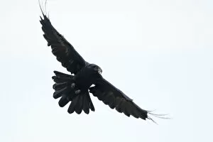 Images Dated 15th June 2009: Raven (Corvus corax) in flight carrying food, Fisher pond, Prypiat area, Belarus