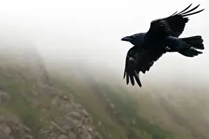 Shetland Prints: Raven (Corvus corax) in flight over cloudy hills