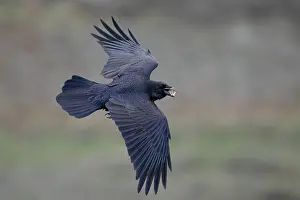 Corvidae Prints: Raven (Corvus corax) in flight, La Rioja, Spain. December