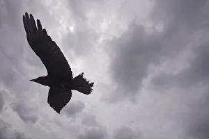 Pal Hermansen Prints: Raven (Corvus corax) in flight, silhouetted, The Burren, County Clare, Ireland, June 2009