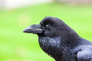 London Prints: Raven (Corvus corax) head portrait, The Tower of London, London, England, UK. October