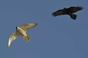 Staffan Widstrand Gallery: Raven (Corvus corax) mobbing Gyrfalcon (Falco rusticolus), Hornoya Island, Varanger Peninsula
