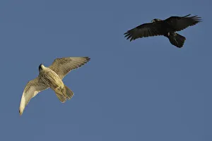 Falco Rupicolis Prints: Raven (Corvus corax) mobbing Gyrfalcon (Falco rusticolus)