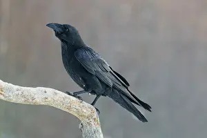 Songbird Prints: Raven (Corvus corax) perched on a branch