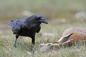 Raven (Corvus corax) next to Roe deer (Capreolus capreolus) carcass, Andorra, June 2009