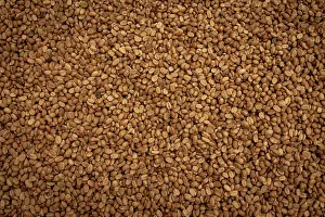 Cultivated Prints: Raw coffee, Sierra Nevada de Santa Marta, Colombia. November, 2021