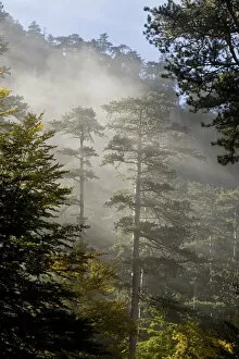 Images Dated 8th October 2008: Rays of light shining through mist surrounding Black pines (Pinus nigra) Crna Poda Natural Reserve