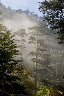 Montenegro Prints: Rays of light shining through mist surrounding Black pines (Pinus nigra) Crna Poda Natural Reserve