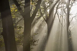 Tranquility Prints: Rays of sunlight penetrating woodland