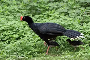 Galliformes Prints: Razor-billed curassow (Mitu tuberosum) with chick, Pampas del Yacuma, El Beni, Bolivia