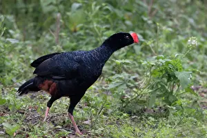 Galliformes Prints: Razor-billed curassow (Mitu tuberosum) portrait, Pampas del Yacuma, El Beni, Bolivia