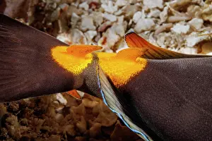 Acanthuridae Prints: Detail of the razor sharp hooked spines near the tail of a Orangespine unicornfish (Naso lituratus)