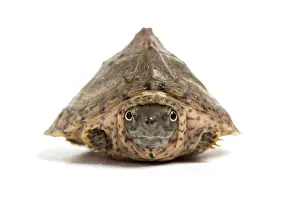 White Background Prints: Razorback musk turtle (Sternotherus carinatus) juvenile