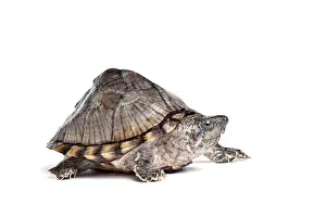 White Background Prints: Razorback musk turtle (Sternotherus carinatus) portrait, USA