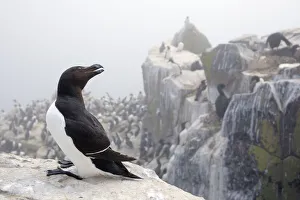 Images Dated 29th June 2009: Razorbill (Alca Torda) on cliff, Farne Islands, Northumberland, England, UK, June
