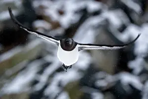Norway Prints: Razorbill (Alca torda) in flight, Hornoya, Varanger, Finnmark, Norway. March