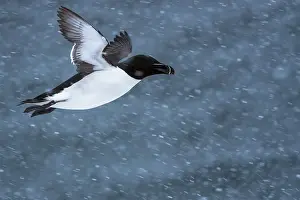 Hornoya Prints: Razorbill (Alca torda) in flight during snowfall