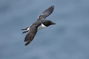 Razorbill Prints: Razorbill (Alca torda) in flight, Varanger, Norway. July