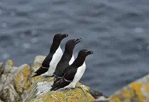 Razorbill (Alca torda) group, Great Saltee Island, County Wexford, Ireland. June Razorbill (Alca torda) group, Great Saltee Island, County Wexford, Ireland. June