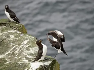 Sutherland Prints: Razorbill (Alca Torda) landing on clifftop