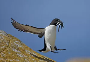 Razorbill (Alca torda) landing on rock carrying fish, Saltee Islands, County Wexford