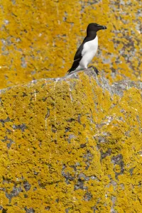 Razorbill (Alca torda) orange sea lichen (Caloplaca marina) covered roch behind, Shiant Isles