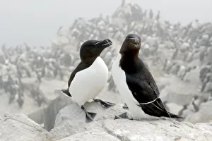 Images Dated 29th June 2009: Razorbill (Alca torda), pair on cliff, Farne Islands, Northumberland, England, UK, June