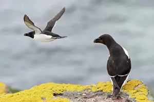Rear View Prints: Razorbill (Alca torda) perched on cliff with another in flight