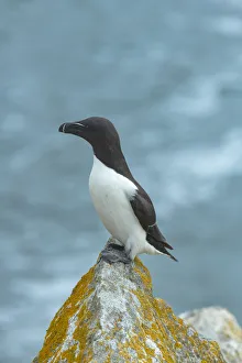 Razorbill (Alca torda) perched on lichen covered rock. Great Saltee Island, Saltee Islands