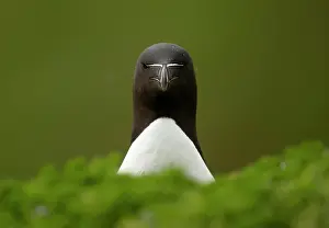 Razorbill Prints: Razorbill (Alca torda) portrait in green foliage