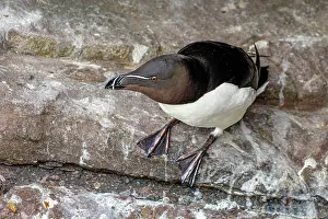 Humorous Prints: Razorbill (Alca torda) resting on rock ledge