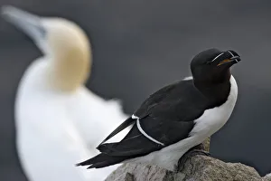 Pal Hermansen Prints: Razorbill (Alca torda) on rock with a Gannet (Morus bassanus / Sula bassana) behind