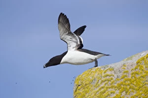 Images Dated 15th June 2010: Razorbill (Alca torda) taking off from cliff. June 2010
