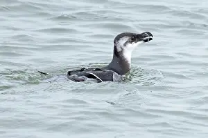 Winter Plumage Prints: Razorbill (Alca torda) winter plummage, on water, Norfolk, England, UK. October