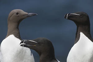 Images Dated 13th June 2009: Two Razorbills (Alca torda) and a Common guillemot (Uria aalge) Saltee Islands, County Wexford