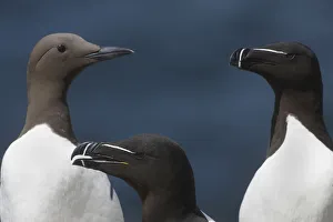 Pal Hermansen Prints: Two Razorbills (Alca torda) and a Common guillemot (Uria aalge) Saltee Islands