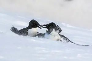 Norway Prints: Two Razorbills (Alca torda) fighting in a snow storm