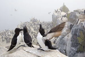 Images Dated 29th June 2009: Razorbills (Alca torda) group of three on cliff face, Farne Islands, Northumberland