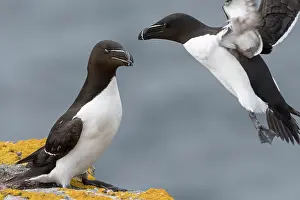 Eyes Prints: Two Razorbills (Alca torda) one landing on cliff top