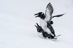 Reproduction Prints: Razorbills (Alca torda) pair mating in the snow during snowfall