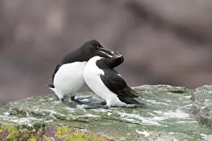 Grooming Prints: Razorbills (Alca torda) pair, perched on rock mutual preening