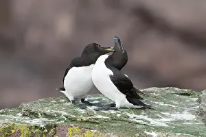 Grooming Prints: Razorbills (Alca torda) pair, perched on rock mutual preening