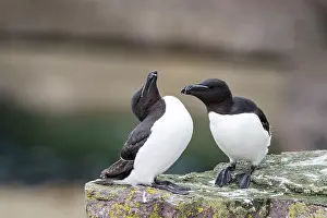 Grooming Prints: Razorbills (Alca torda) pair, perched on rock preparing for mutual preening