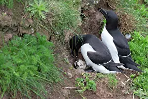 Yorkshire Prints: Razorbills (Alca torda) pair in summer plumage