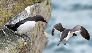 Taking Off Prints: Two Razorbills (Alca torda) perched on cliff face