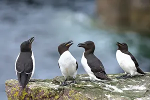 Sutherland Prints: Four Razorbills (Alca torda) perched on coastal rocks
