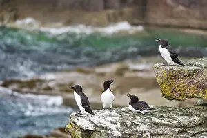 Sutherland Prints: Four Razorbills (Alca torda) perched on coastal rocks
